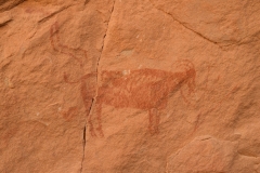 Mission-Scientifique-au-Parc-National-du-Tassil22